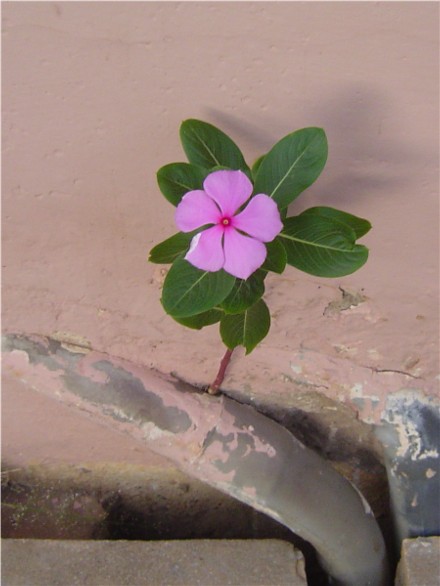 One Tough Little Flower